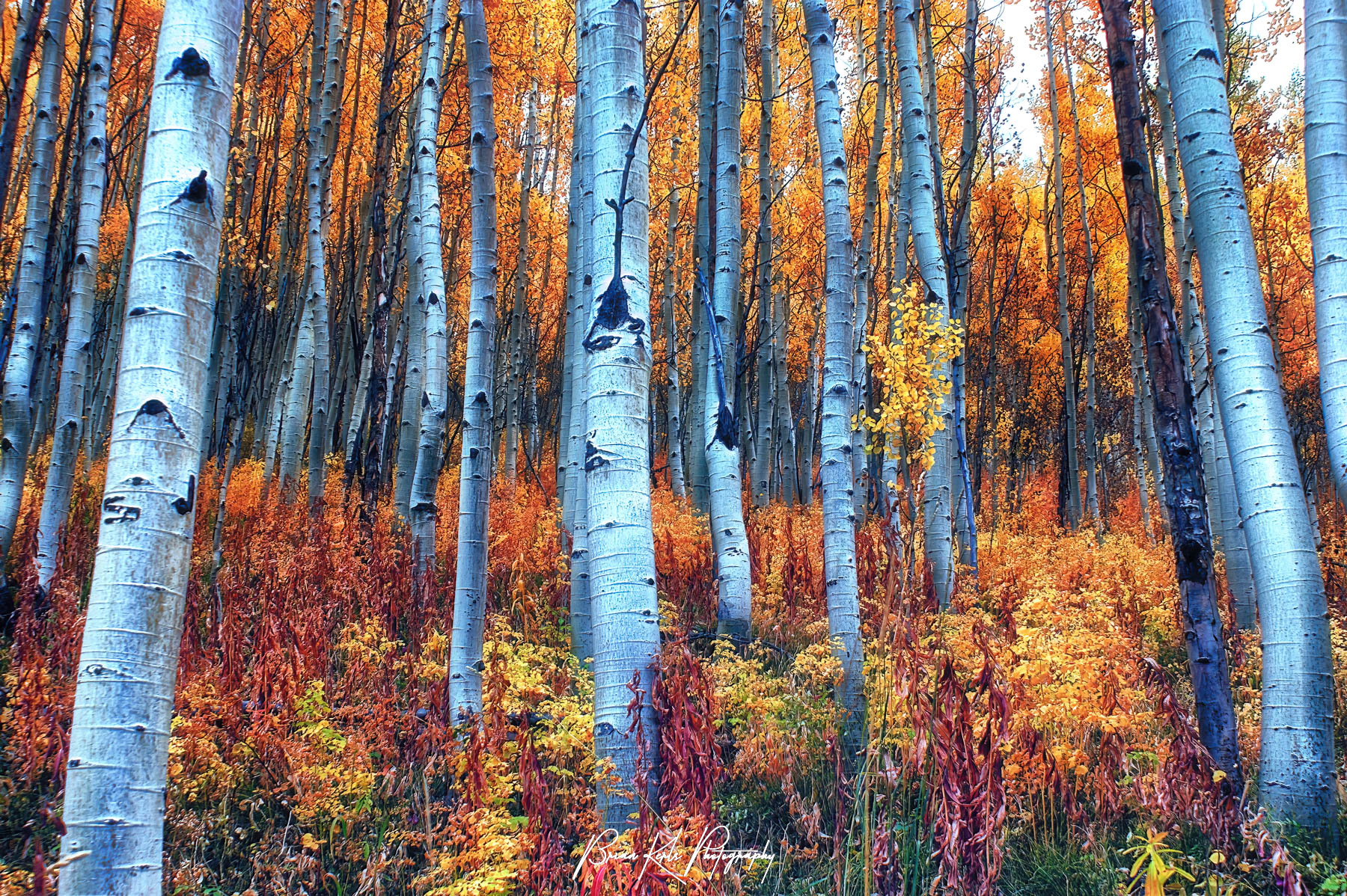 Forest and Fall Foliage Landscape Photography